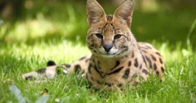 Gato Savannah: uma das raças de gato mais caro do mundo Gato-Savannah