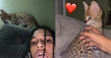 Rapper brasileiro é criticado por comprar Gato Savannah avaliado em 100 mil reais Gato-Savannah-Rapper