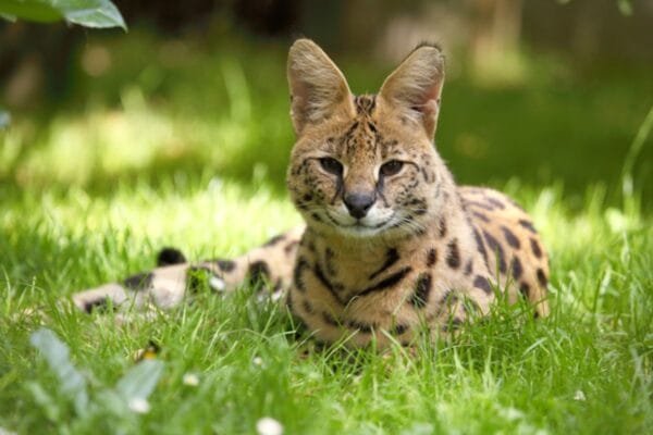 Gato Savannah: uma das raças de gato mais caro do mundo Gato-Savannah