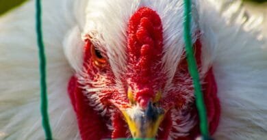 Gripe aviária: sintomas e transmissão Gripe-Aviaria
