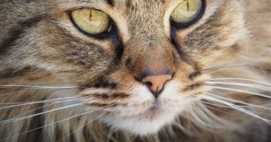 Curiosidades sobre bigode do gato que você precisa saber bigode-do-gato