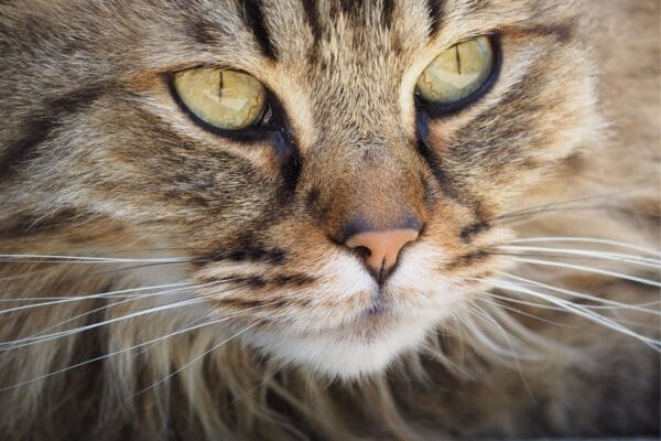 Curiosidades sobre bigode do gato que você precisa saber bigode-do-gato