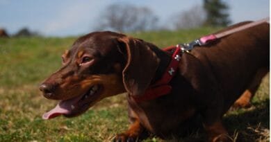 Cachorro engasgado: saiba o que fazer cachorro-engasgado