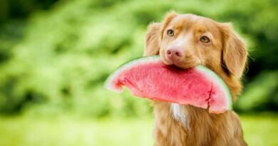 frutas-cachorro-pode-comer