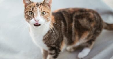 Seu gato não consegue urinar? Saiba o que fazer gato-nao-consegue-urinar