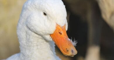 Quer ter um pato de estimação? Saiba o que é preciso pato-de-estimacao
