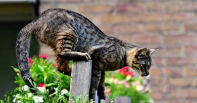 Por que gatos sempre caem em pé? por-que-gatos-sempre-caem-em pe