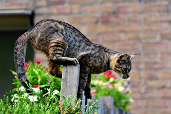 por-que-gatos-sempre-caem-em pe