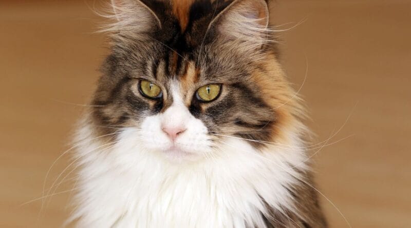 Maine-Coon