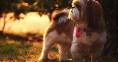Shih Tzu shihtzu
