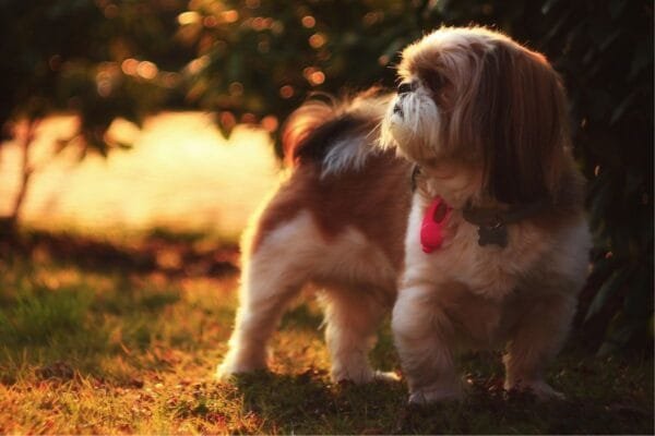Shih Tzu shihtzu
