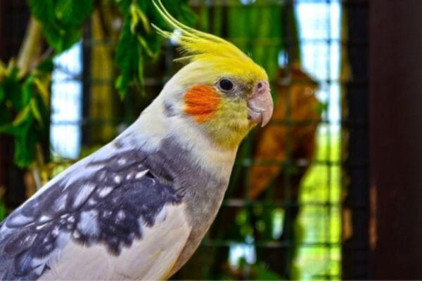 0-que-a-calopsita-pode-comer