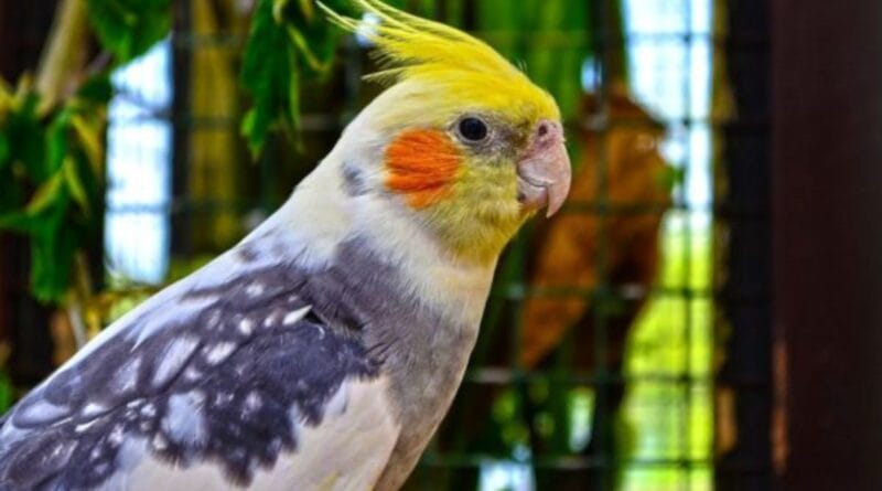 0-que-a-calopsita-pode-comer