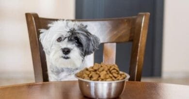 Ração para cachorro: veja como escolher a melhor ração para seu pet Racao-para-cachorro