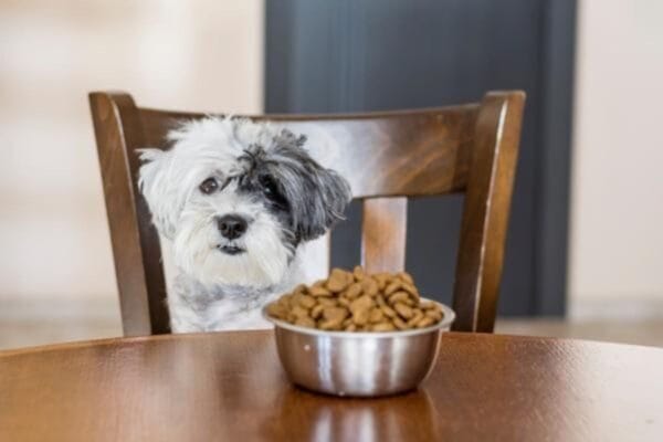 Racao-para-cachorro