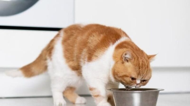 alimentacao-natural-para-gatos