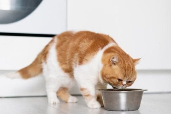 alimentacao-natural-para-gatos