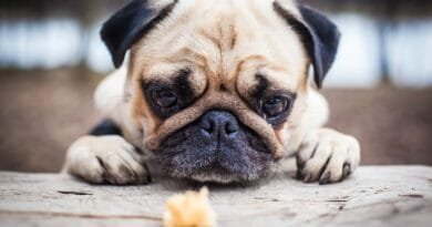 Alimentos tóxicos para cães: o que evitar alimentar seu pet alimentos-toxicos-para-caes