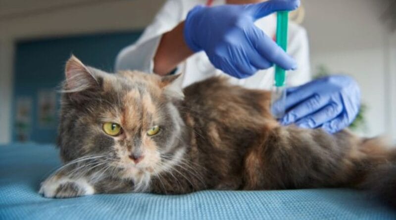 anticoncepcional-para-gatos