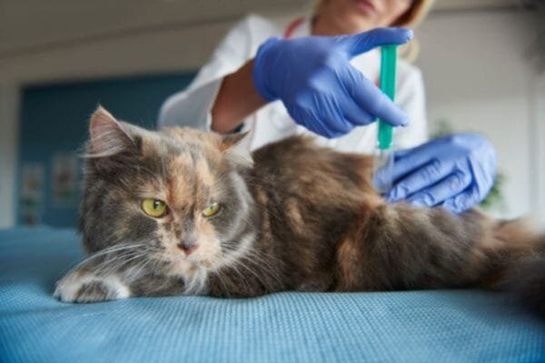 Conheça sobre anticoncepcional para gatos e seus riscos anticoncepcional-para-gatos
