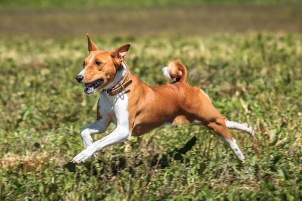 basenji