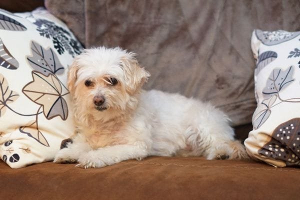 Cachorro para apartamento: conheça as raças mais adaptáveis bichon-frise
