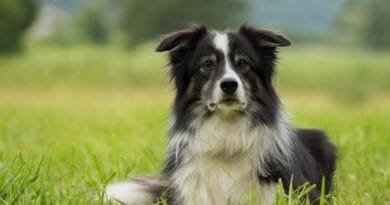 Border Collie: curiosidades e dicas sobre a raça Border Collie: curiosidades e dicas sobre a raça
