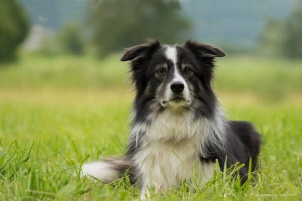 Border Collie: curiosidades e dicas sobre a raça