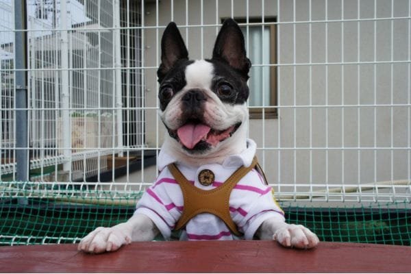 Cachorro para apartamento: conheça as raças mais adaptáveis boston-terrier