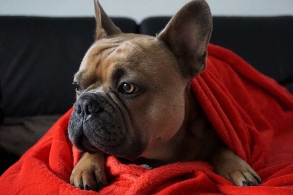 Cachorro para apartamento: conheça as raças mais adaptáveis bulldog-frances