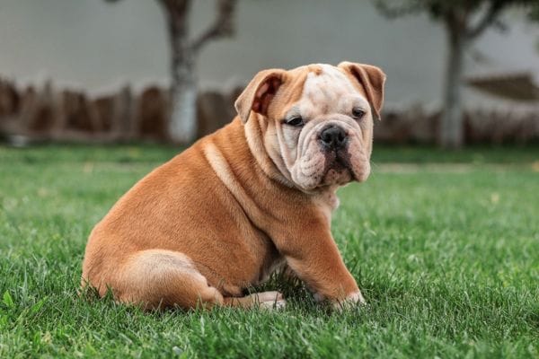 bulldog-ingles