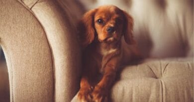 cachorro-para-apartamento