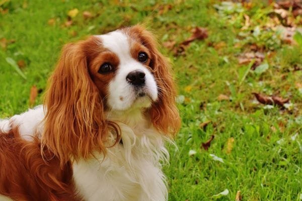 Cachorro para apartamento: conheça as raças mais adaptáveis cavalier-king-charles-spaniel