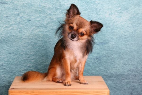 Cachorro para apartamento: conheça as raças mais adaptáveis chihuahua