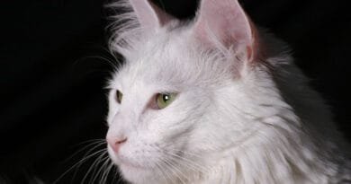 Gato Angorá: saiba tudo sobre esse felino adorável gato-angora