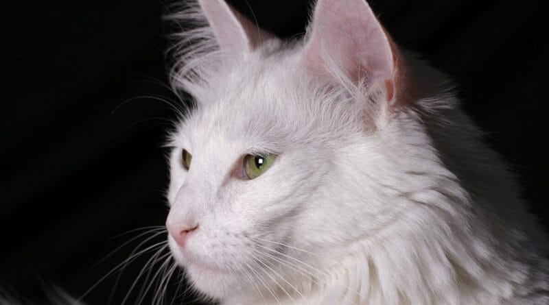gato-angora