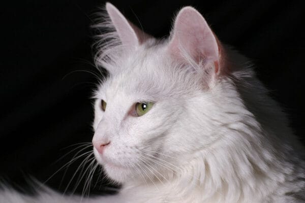gato-angora
