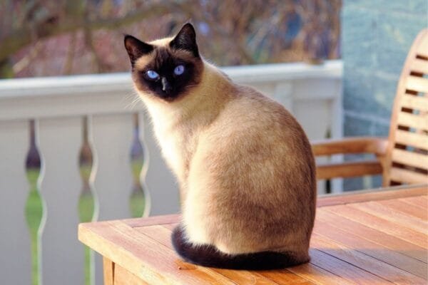Tudo sobre o gato Siamês e seus traços elegantes gato-siames