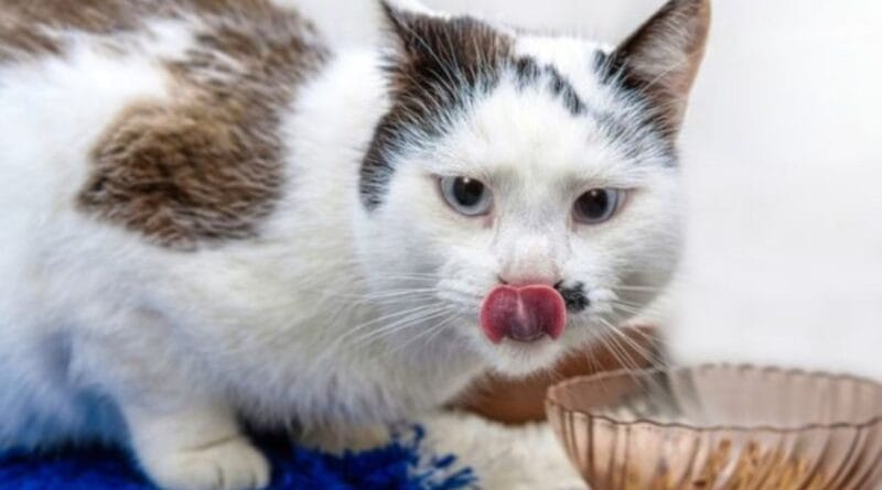 introduzir-alimentacao-natural-para-gatos