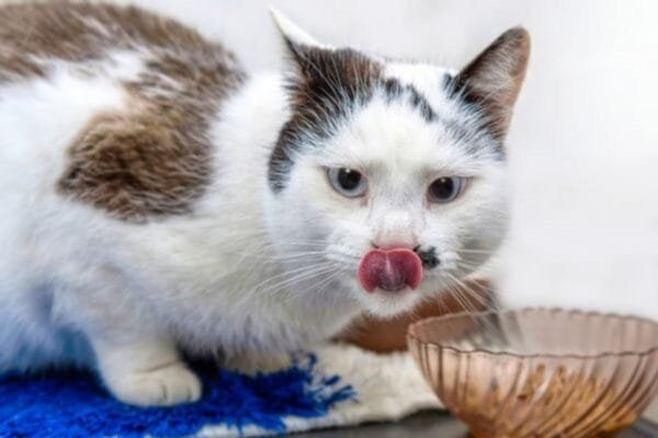 Como introduzir a alimentação natural para gatos e transformar a saúde do seu felino introduzir-alimentacao-natural-para-gatos