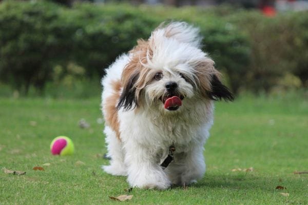 Cachorro para apartamento: conheça as raças mais adaptáveis lhasa-apso