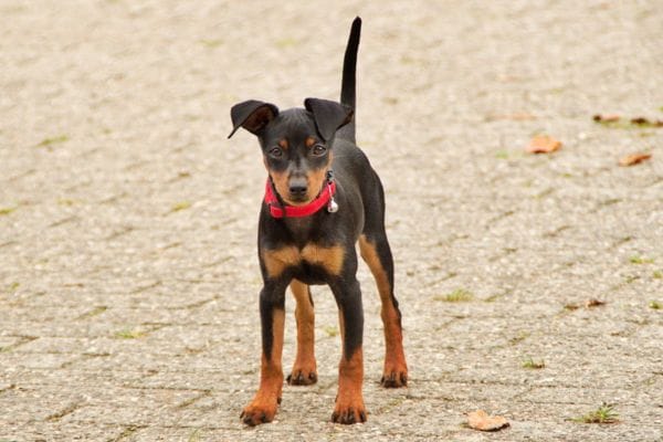 pinscher