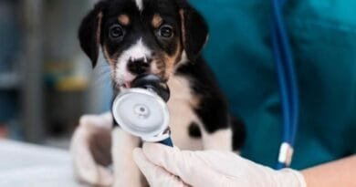 Plano de saúde para pet: o que está incluído e o que você precisa saber plano-de-saude-para-pet