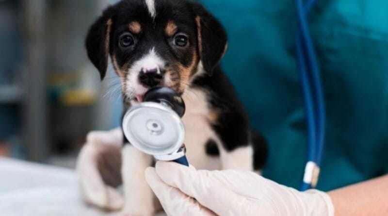 plano-de-saude-para-pet