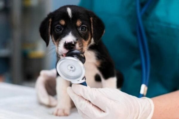 Plano de saúde para pet: o que está incluído e o que você precisa saber plano-de-saude-para-pet
