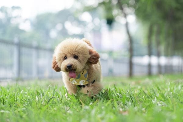 Cachorro para apartamento: conheça as raças mais adaptáveis poodle-toy