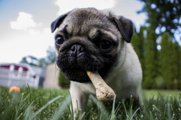 Cachorro para apartamento: conheça as raças mais adaptáveis pug