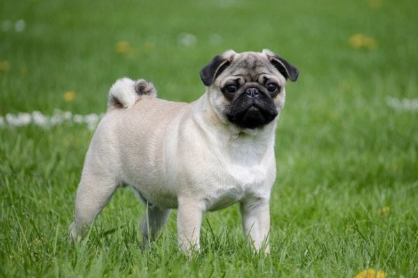 pug