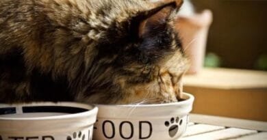 Sachê para gatos: saiba os benefícios da ração úmida sache-para-gatos