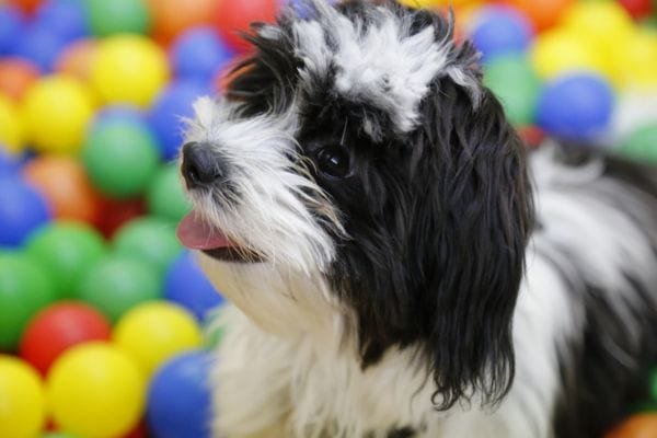 Cachorro para apartamento: conheça as raças mais adaptáveis shih-tzu